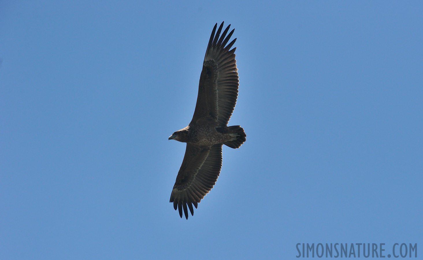 Aquila rapax rapax [550 mm, 1/4000 sec at f / 8.0, ISO 1000]